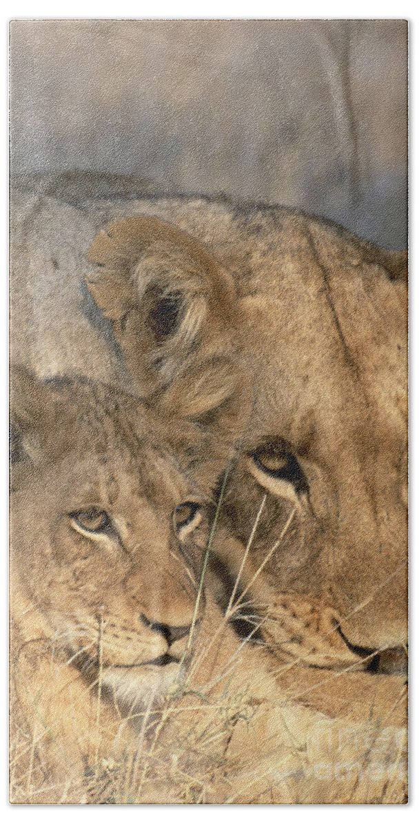Fauna Bath Towel featuring the photograph African Lion And Cub Panthera Leo #1 by Art Wolfe