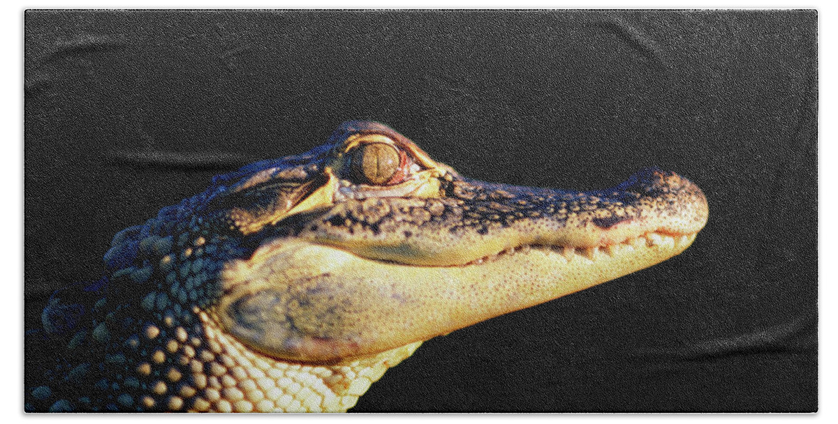 Photography Hand Towel featuring the photograph American Alligator Alligator #1 by Animal Images