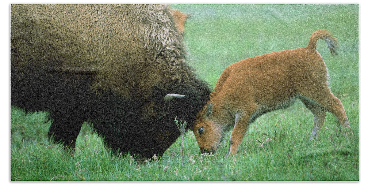 00761115 Bath Towel featuring the photograph American Bison Cow And Calf #2 by Suzi Eszterhas