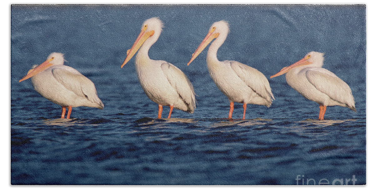 00342845 Bath Towel featuring the photograph American White Pelicans by Yva Momatiuk John Eastcott