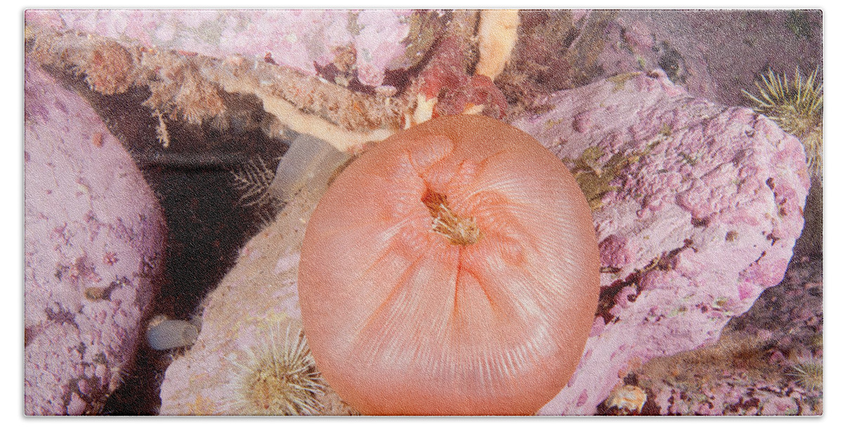 Northern Red Anemone Bath Towel featuring the photograph Anemone Eating Urchin #1 by Andrew J. Martinez