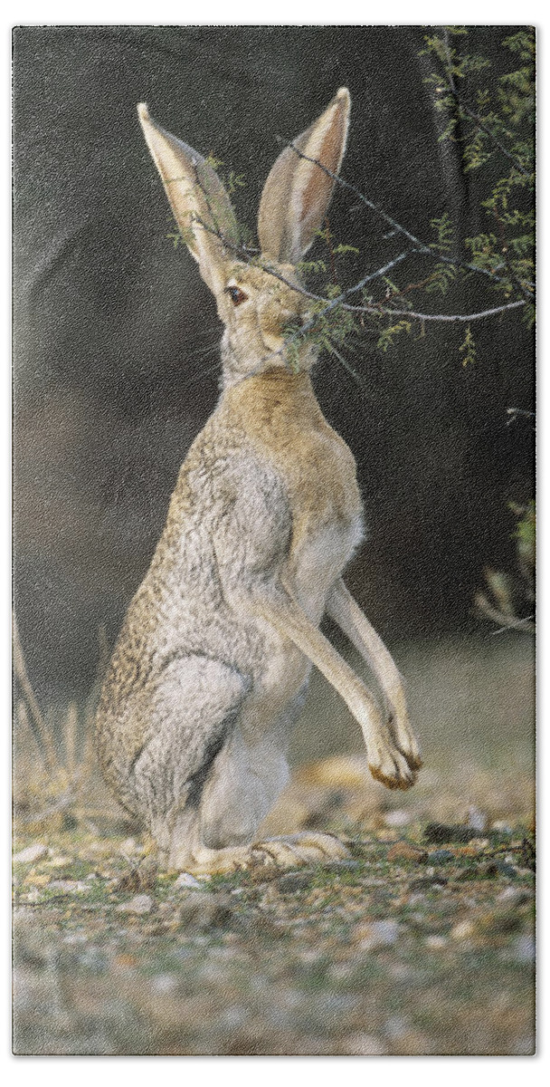 Animal Bath Towel featuring the photograph Antelope Jack Rabbit Eating #1 by Craig K. Lorenz