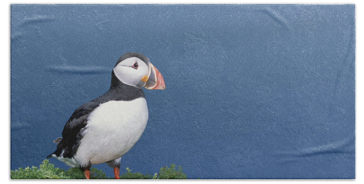 Feb0514 Hand Towel featuring the photograph Atlantic Puffin In Breeding Color #1 by Tui De Roy