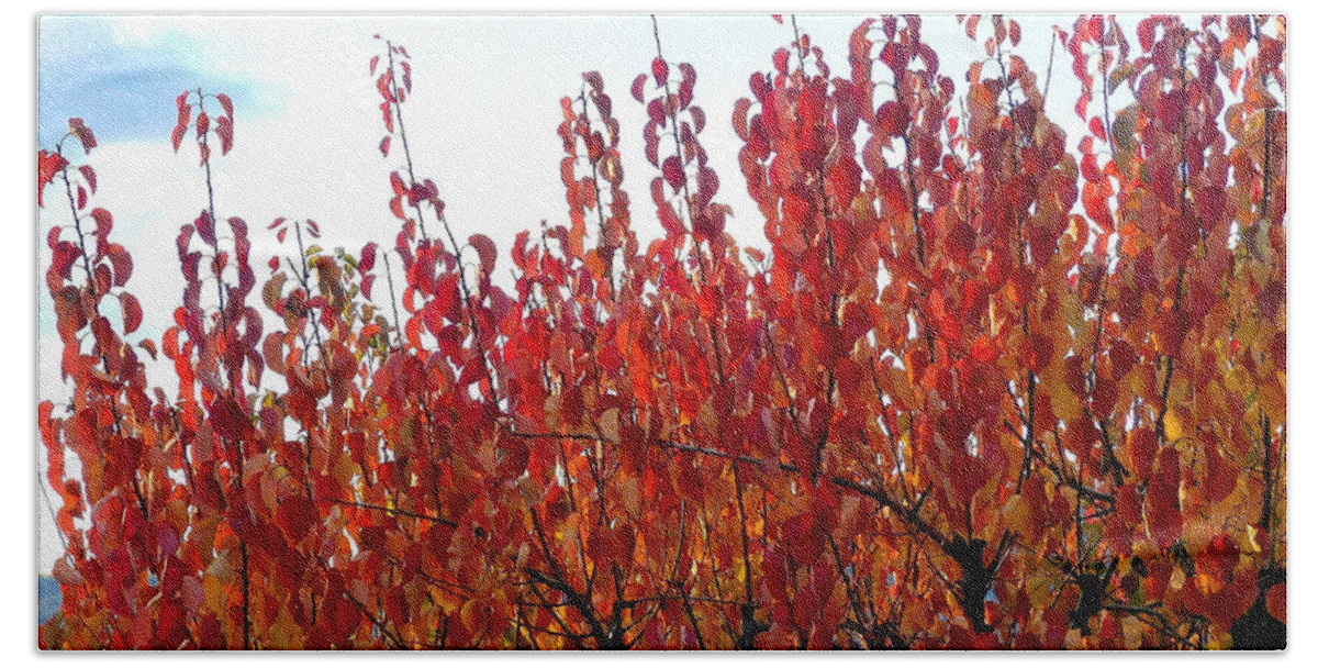 Autumn Apricot Tree Hand Towel featuring the photograph Autumn Apricot Tree #1 by Will Borden