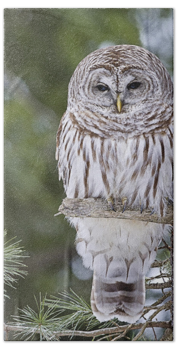 Vermont Bath Towel featuring the photograph Barred Owl #1 by John Vose