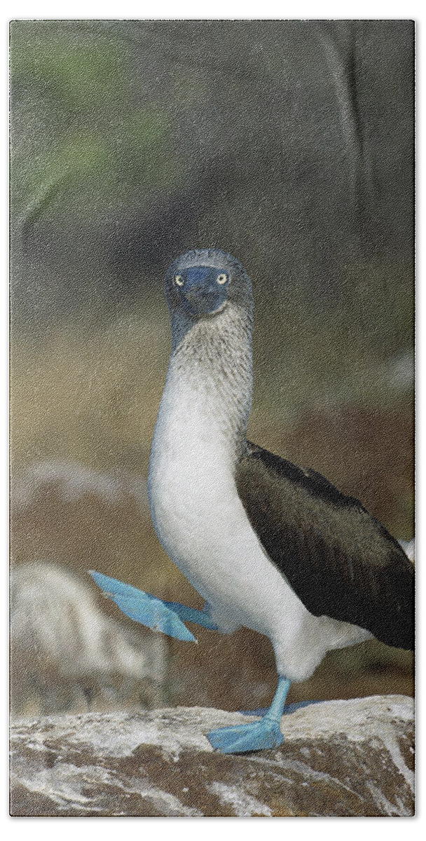 Feb0514 Bath Towel featuring the photograph Blue-footed Booby Courtship Dance #1 by Tui De Roy