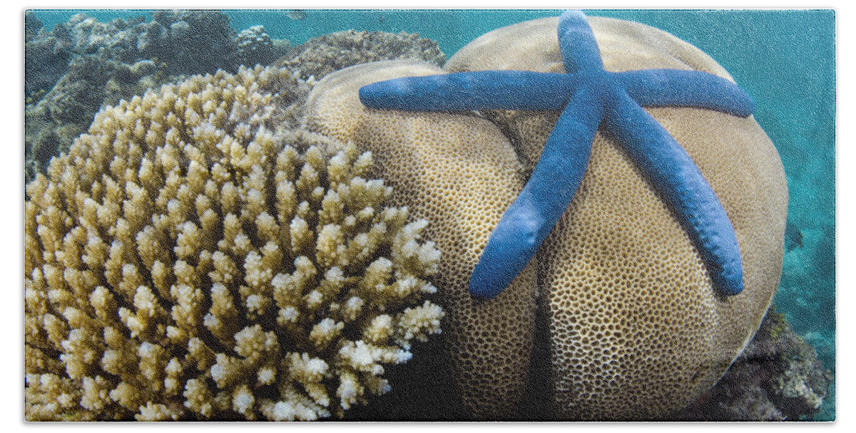 Pete Oxford Bath Towel featuring the photograph Blue Sea Star On Coral Reef Fiji #2 by Pete Oxford