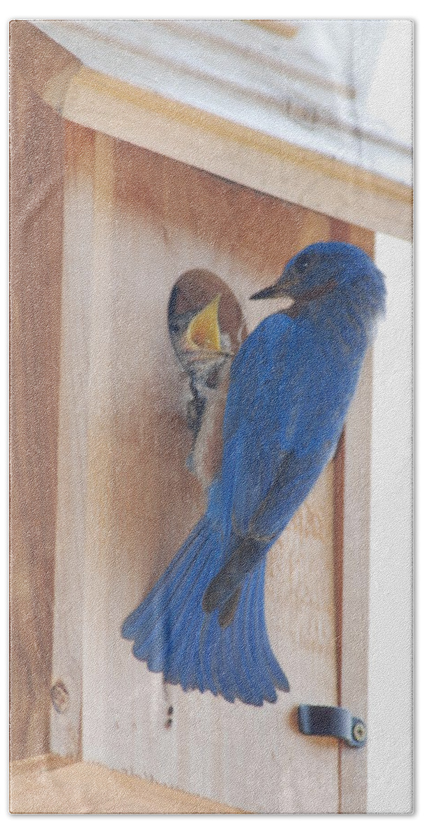 Bird Bath Towel featuring the photograph Bluebird of Happiness #1 by Kenny Glover