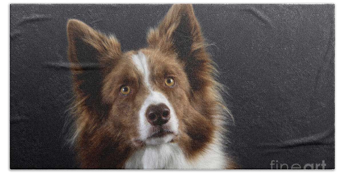 Border Collie Bath Towel featuring the photograph Border Collie Dog #1 by Christine Steimer