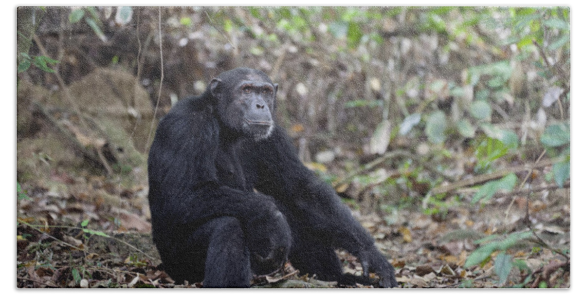 Feb0514 Bath Towel featuring the photograph Chimpanzee Male Tanzania #1 by Konrad Wothe