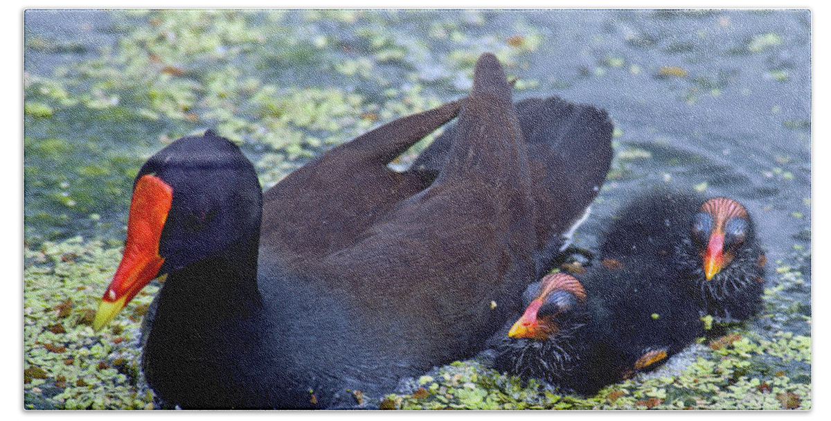 Animal Bath Towel featuring the photograph Common Moorhen Mother With Chicks #1 by Mark Newman
