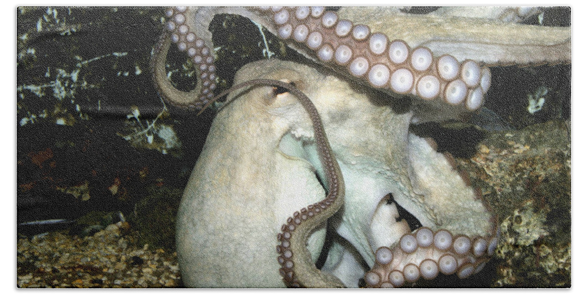 Common Octopus Bath Towel featuring the photograph Common Octopus #1 by M. Watson