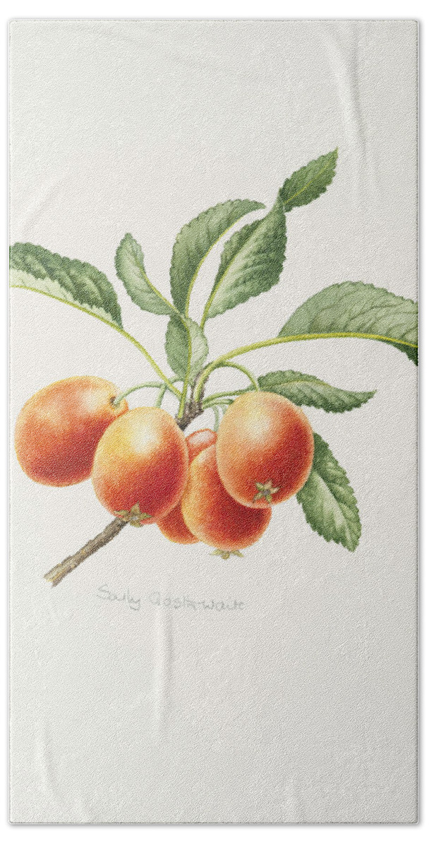 Apple Hand Towel featuring the painting Crab Apples by Sally Crosthwaite