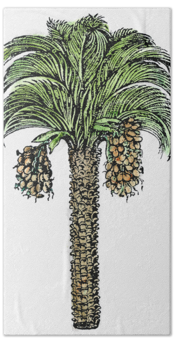 1579 Bath Towel featuring the painting Date Palm, 1579 #1 by Granger