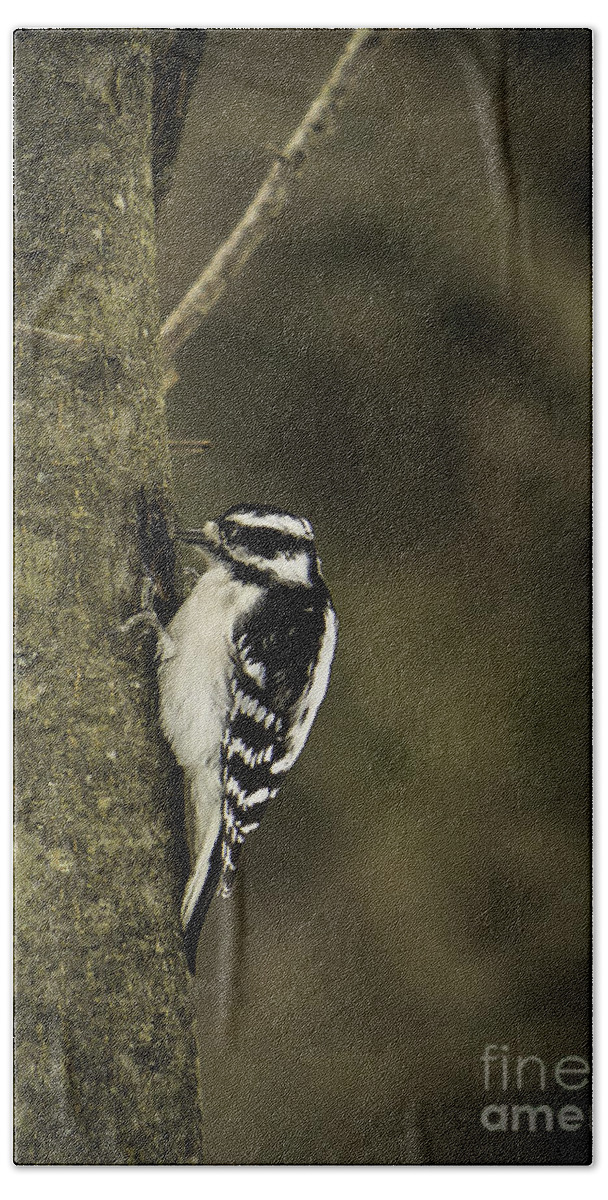 Downy Bath Towel featuring the photograph Downy Woodpecker by Brad Marzolf Photography