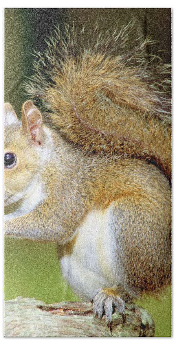 Eastern Gray Squirrel Bath Towel featuring the photograph Eastern Gray Squirrel #1 by Millard H. Sharp