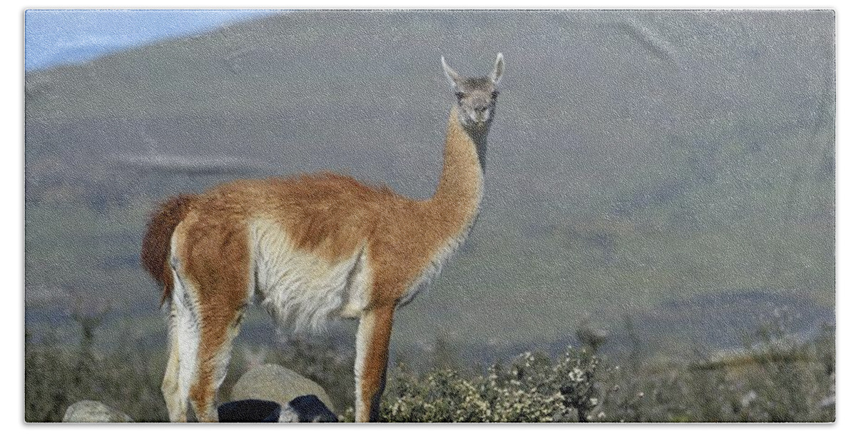 Guanaco Bath Towel featuring the photograph Enjoy the Scenery #2 by Tony Beck