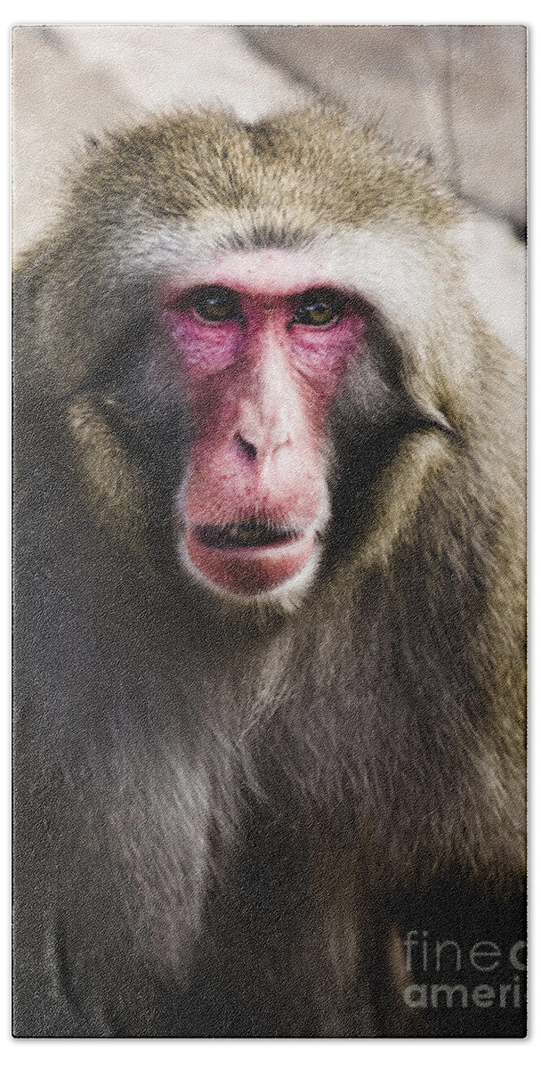 Monkey Bath Towel featuring the photograph Face of a Japanese Macaques monkey #1 by Jorgo Photography