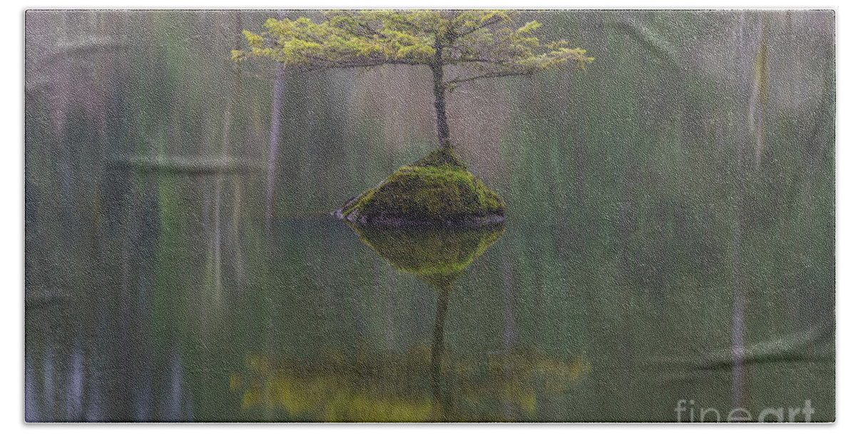 Bonsai Hand Towel featuring the photograph Fairy Lake Fir #1 by Carrie Cole