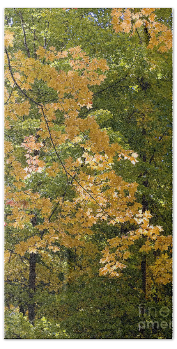 Autumn Bath Towel featuring the photograph Fall Maples by Steven Ralser