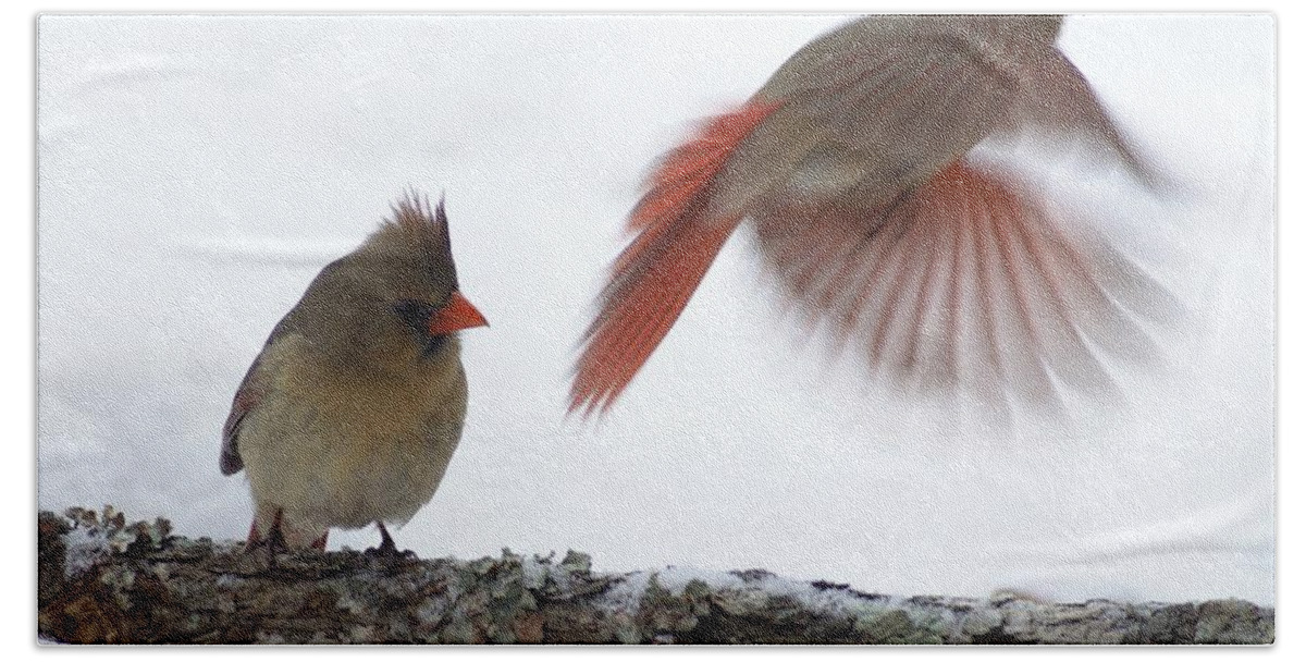Cardinals Bath Towel featuring the photograph Fly Away #1 by Bill Stephens