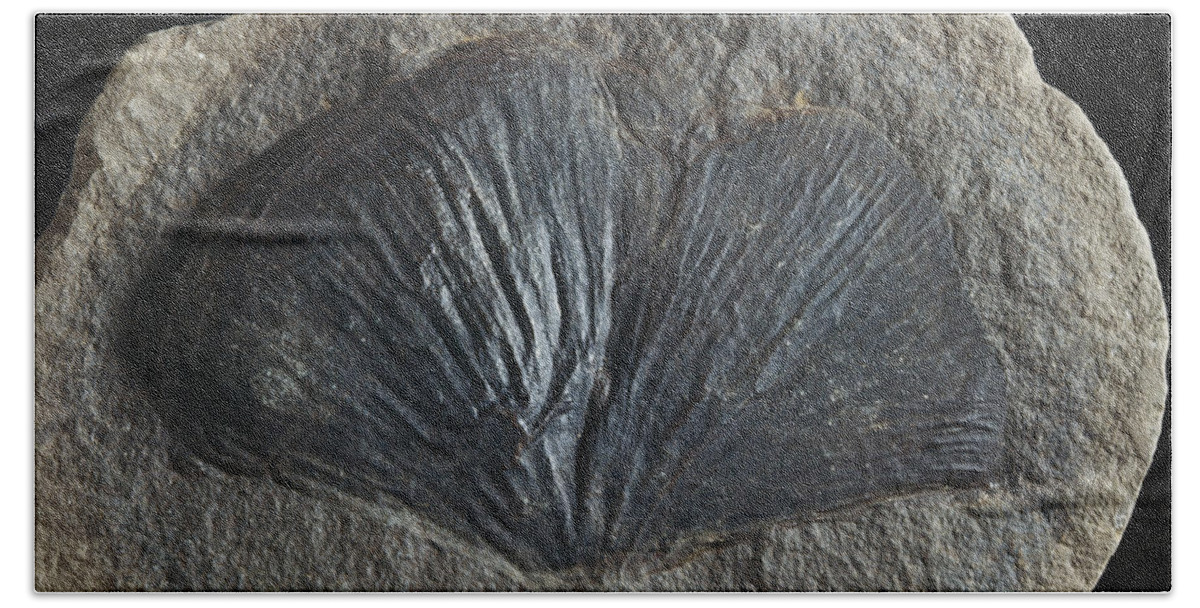 Cyclopteris Hand Towel featuring the photograph Fossil Seed Fern Leaf #1 by Louise K. Broman