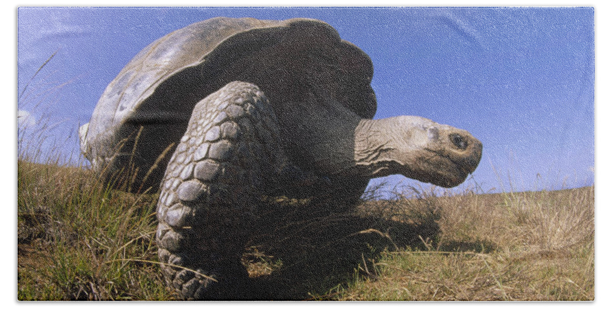 Feb0514 Bath Towel featuring the photograph Galapagos Giant Tortoise On Alcedo #1 by Tui De Roy