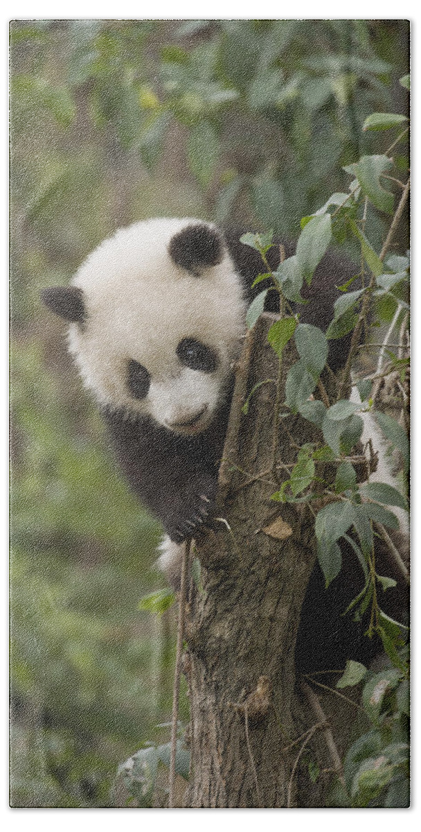 Katherine Feng Hand Towel featuring the photograph Giant Panda Cub Chengdu Sichuan China #1 by Katherine Feng