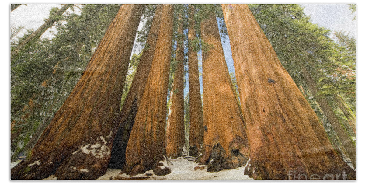 00431218 Hand Towel featuring the photograph Giant Sequoias After First Snow by Yva Momatiuk John Eastcott