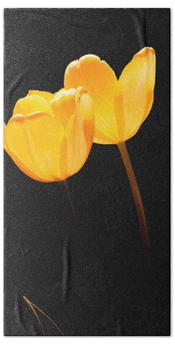 Blossom Hand Towel featuring the photograph Glowing Tulips II #1 by Ed Gleichman