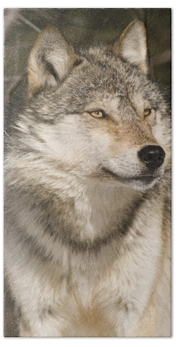 535803 Hand Towel featuring the photograph Gray Wolf Portrait #1 by Steve Gettle
