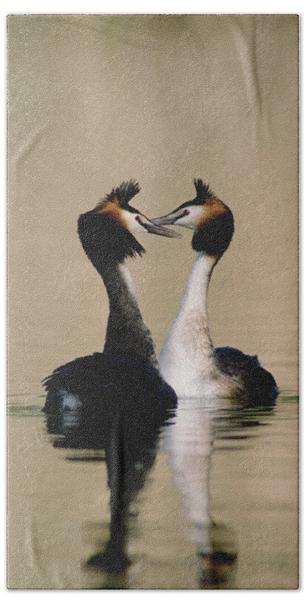 00193666 Bath Towel featuring the photograph Great Crested Grebes Courting #2 by Konrad Wothe