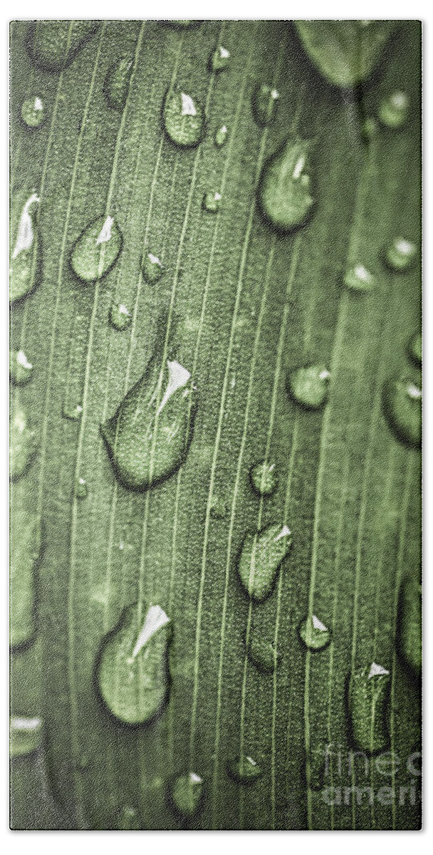 Plant Hand Towel featuring the photograph Green leaf abstract with raindrops 1 by Elena Elisseeva