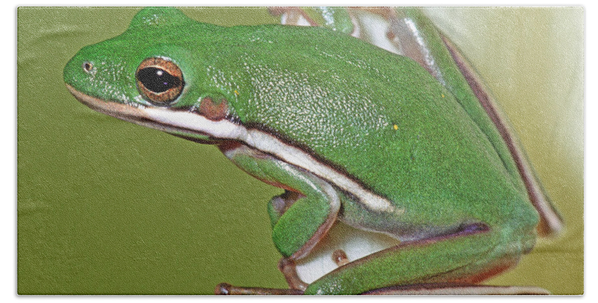 Green Tree Frog Bath Towel featuring the photograph Green Treefrog #1 by Millard H Sharp