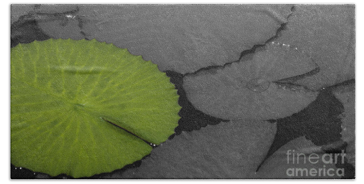 Water_lily Bath Towel featuring the photograph Green Water Lily Leaf Splash Color by Heiko Koehrer-Wagner