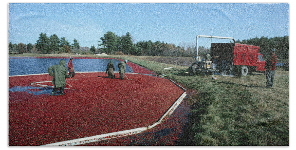 Five People Bath Towel featuring the photograph Harvesting Cranberries #1 by Dick Hanley