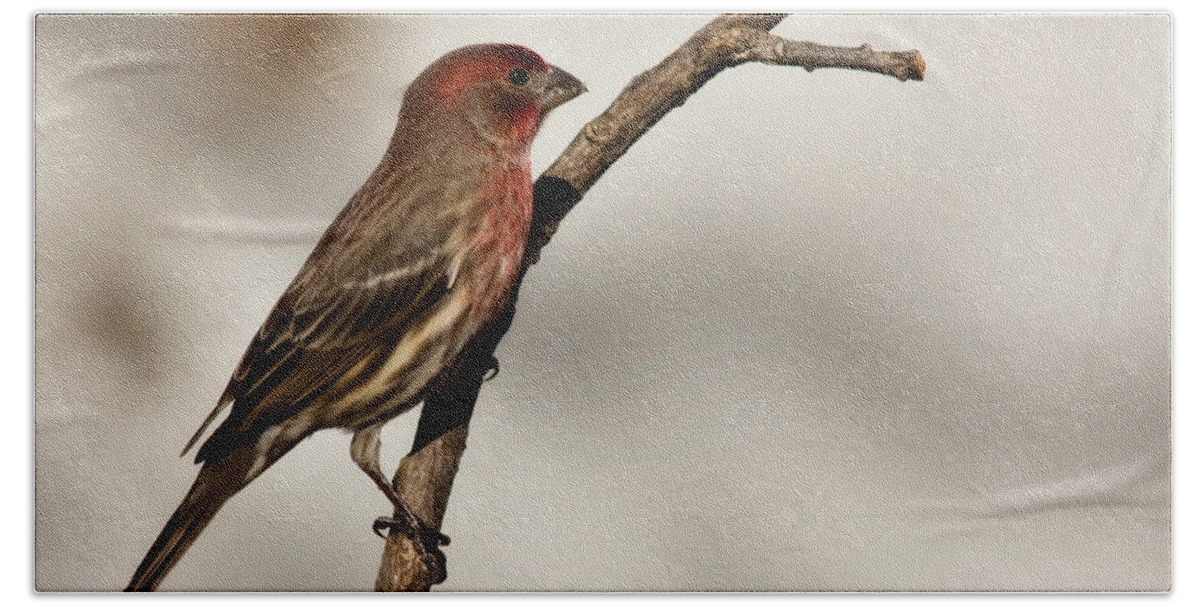 carpodacus Mexicanus Bath Towel featuring the photograph House Finch by Lana Trussell