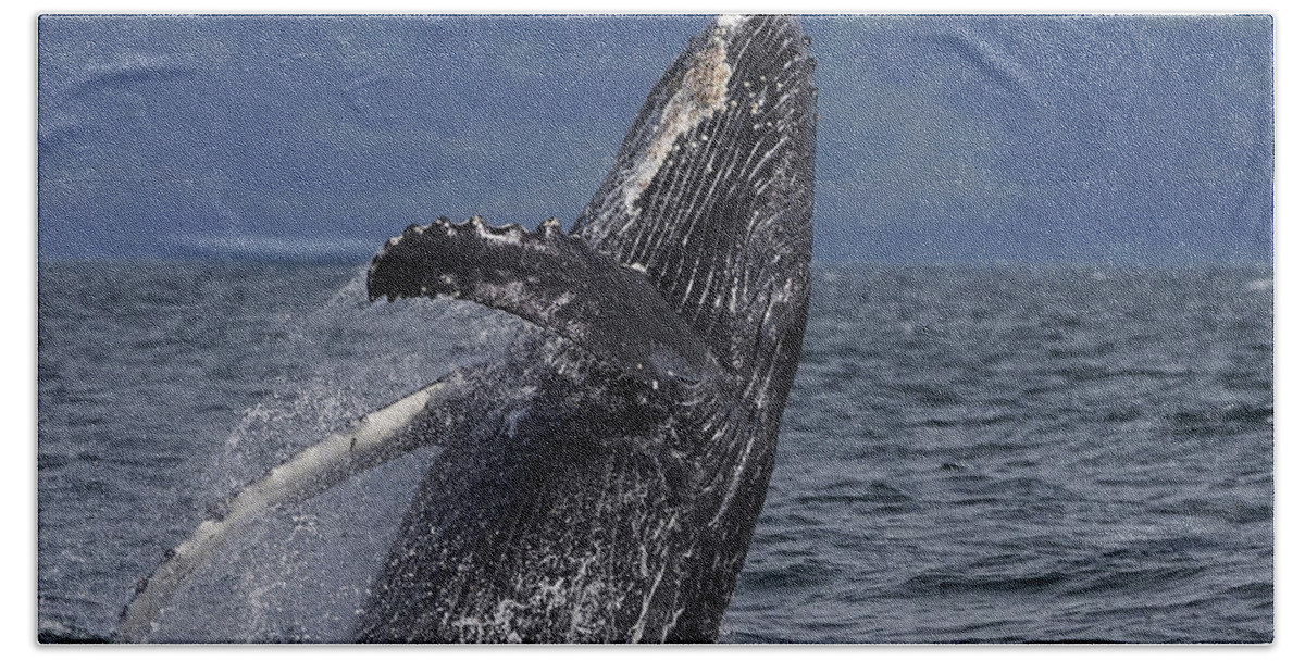 Hiroya Minakuchi Hand Towel featuring the photograph Humpback Whale Breaching Prince William #1 by Hiroya Minakuchi