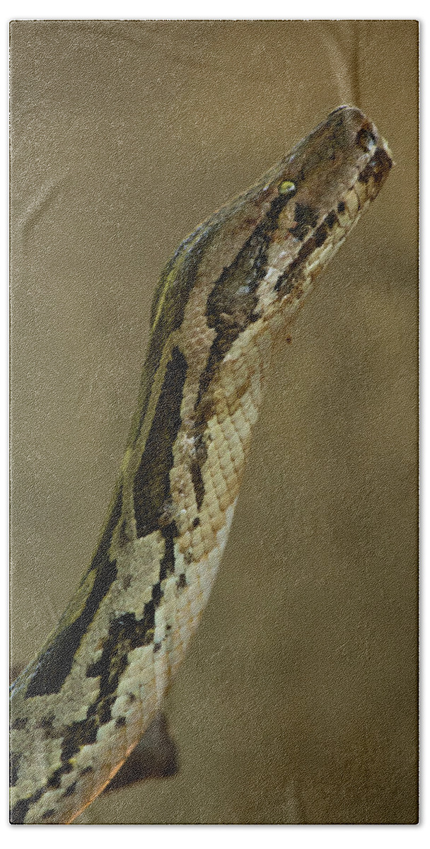 Headshot Bath Towel featuring the photograph Indian Python #1 by SAURAVphoto Online Store