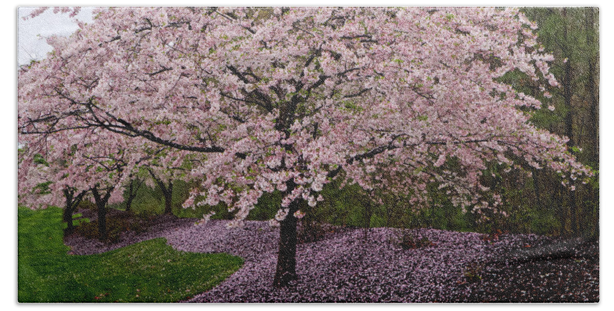 Canon Boulevard Bath Towel featuring the photograph Japanese Cherry Tree #1 by Jerry Gammon