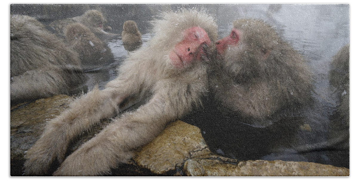 Feb0514 Bath Towel featuring the photograph Japanese Macaques Grooming In Hot Spring #1 by Hiroya Minakuchi