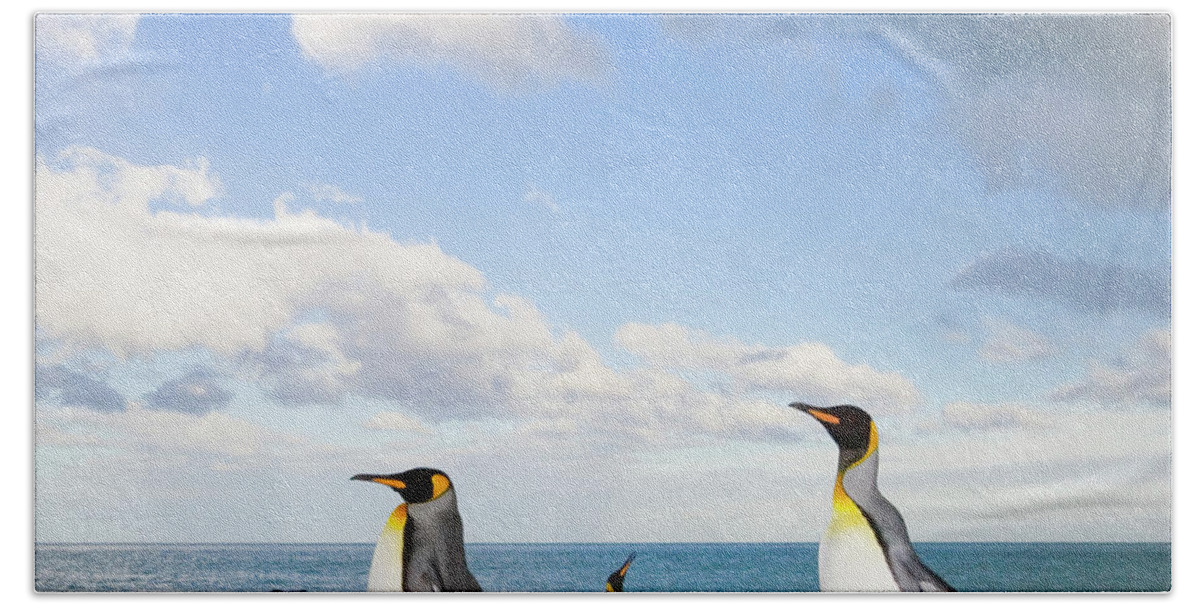 00345363 Bath Towel featuring the photograph King Penguin at Gold Harbour by Yva Momatiuk John Eastcott