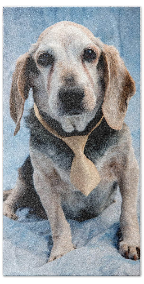 Beagle Bath Sheet featuring the photograph Kippy Beagle Senior by Iris Richardson