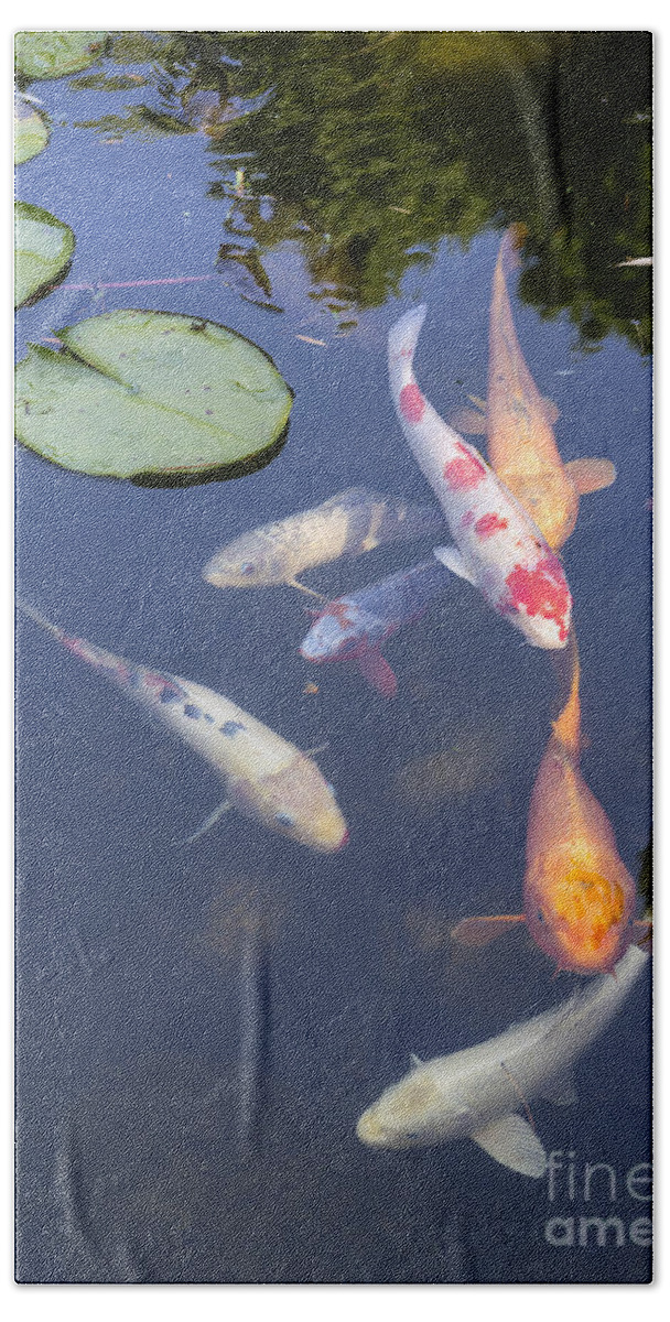 Koi Fish Bath Towel featuring the photograph Koi and Lily Pads - Beautiful koi fish and lily pads in a garden. #1 by Jamie Pham