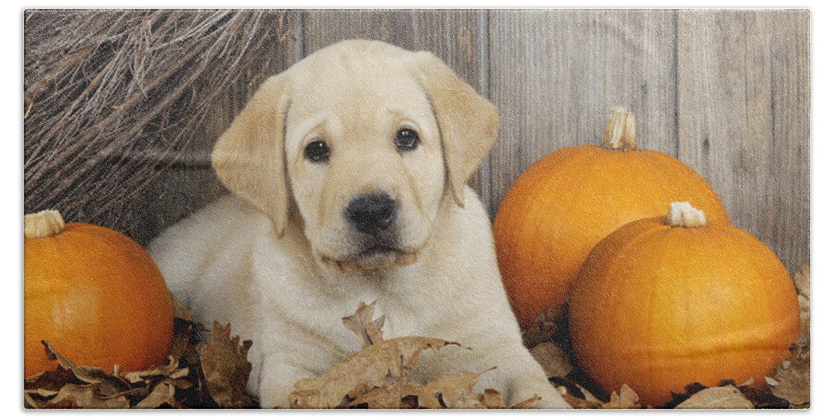 Dog Hand Towel featuring the photograph Labrador Puppy With Pumpkins #1 by John Daniels