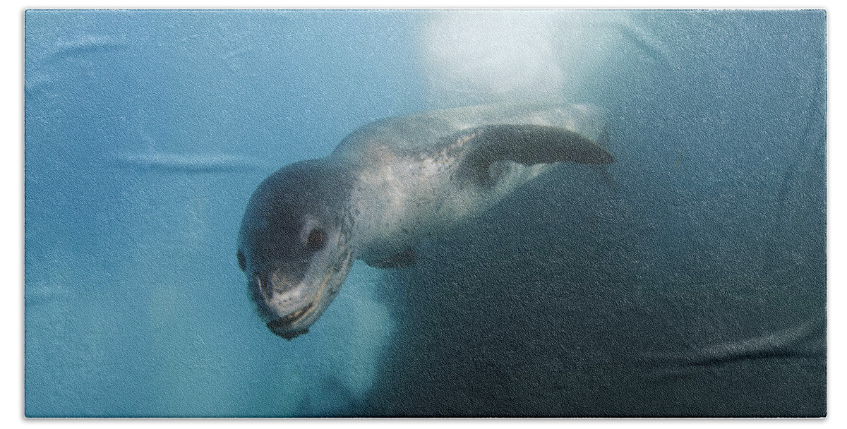 Feb0514 Bath Towel featuring the photograph Leopard Seal Antarctica #2 by Hiroya Minakuchi