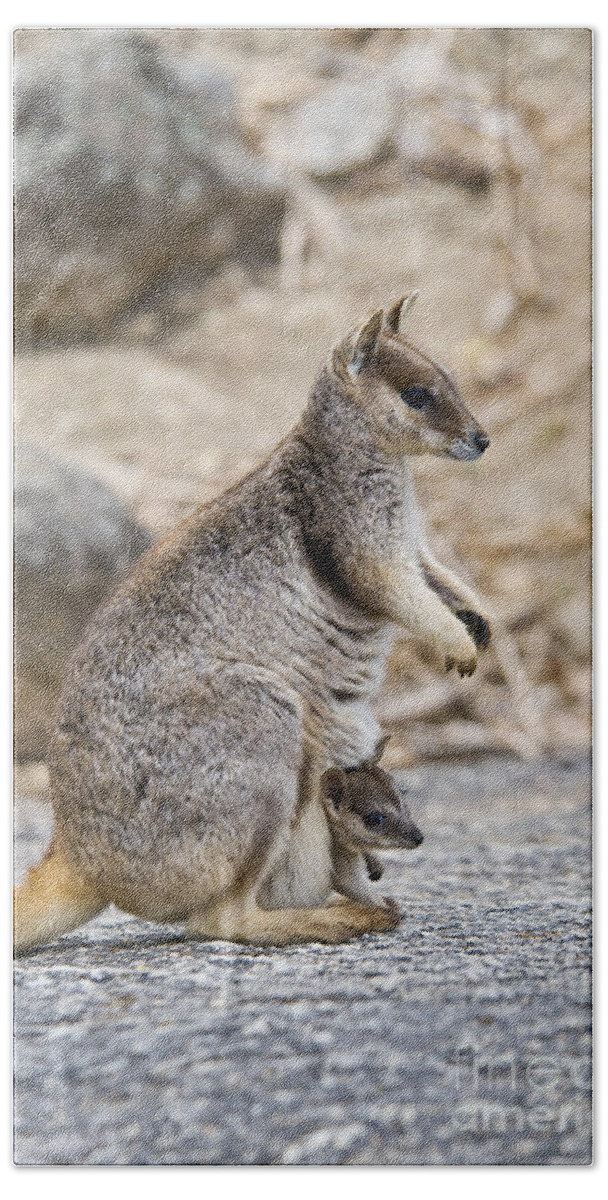 Mareeba Unadorned Rock Wallaby And Joey Hand Towel For Sale By William H Mullins,Baby Pet Armadillo