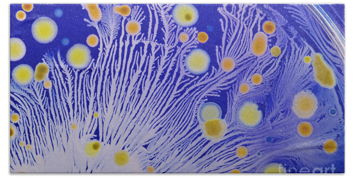 Bacteria Bath Towel featuring the photograph Marine Actinomycetes #1 by Charlotte Raymond