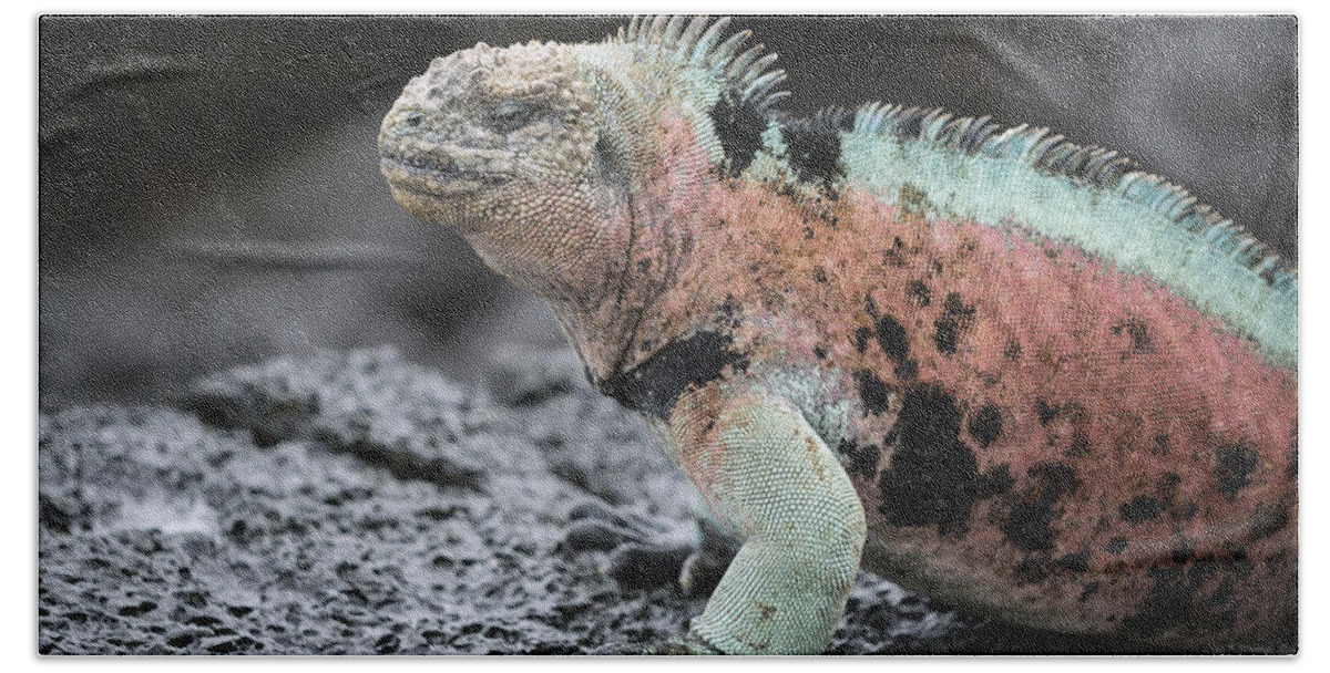 Tui De Roy Hand Towel featuring the photograph Marine Iguana Male In Breeding Colors #1 by Tui De Roy