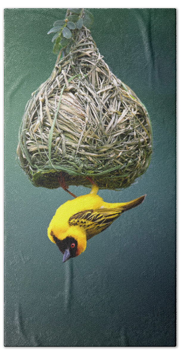 Africa Hand Towel featuring the photograph Masked weaver at nest by Johan Swanepoel